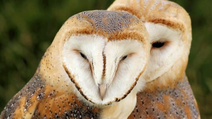 This Nocturnal Predator Has the Sharpest Hearing in the Forest