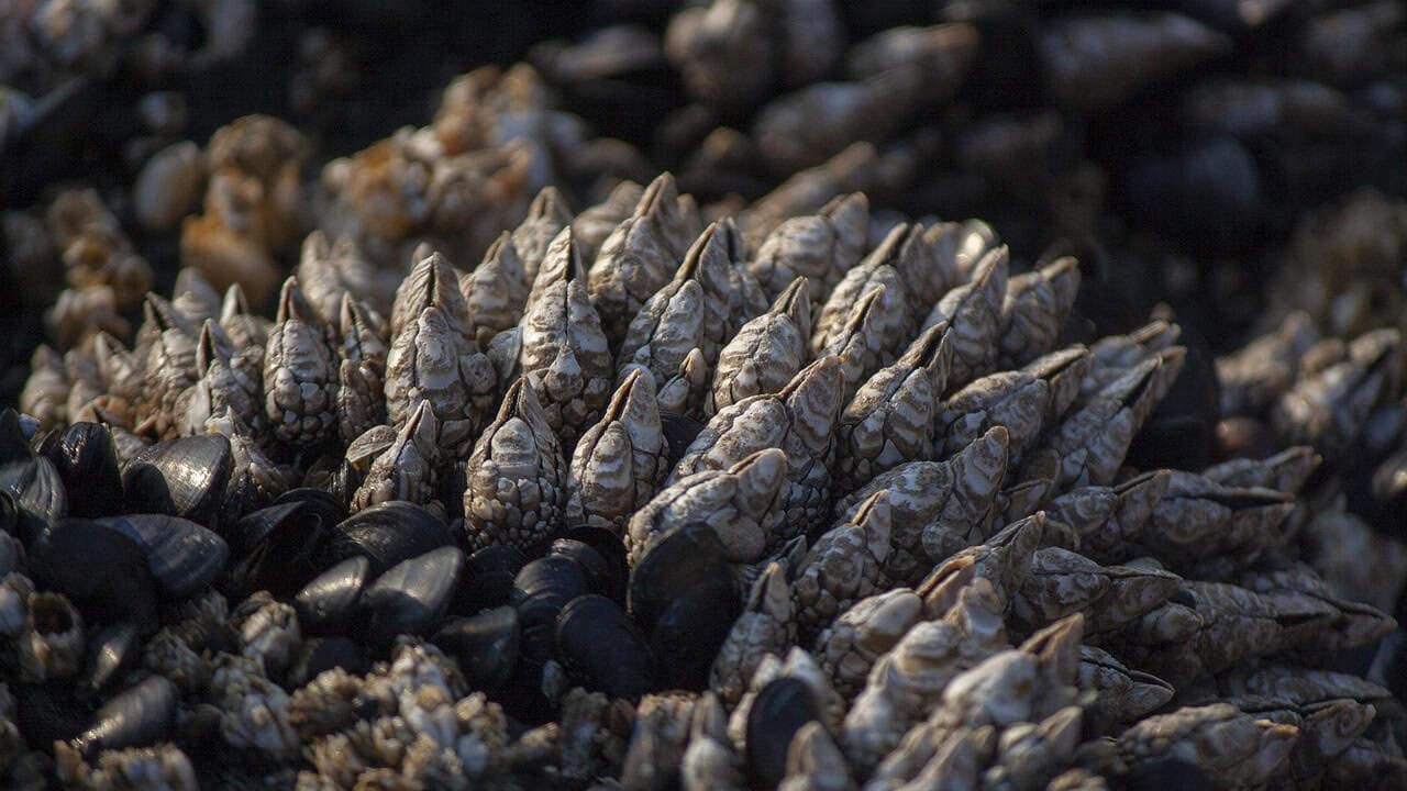 barnacle, sea life, barnacles, marine, shell, beach, ocean, aquatic, seashell, animal, creature, coast, nature, water, tide, underwater, crustation, gray life, barnacle, barnacles, barnacles, barnacles, barnacles, barnacles