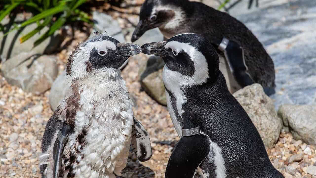 african penguin, penguin, penguin on beach, penguin in zoo, animal, nature, wildlife, ocean, water, coastal, african, sea-life, birds, south-africa, black-footed, penguin chick, baby penguin, african penguin, african penguin, african penguin, african penguin, african penguin, penguin, penguin chick, penguin chick, penguin chick, baby penguin, baby penguin