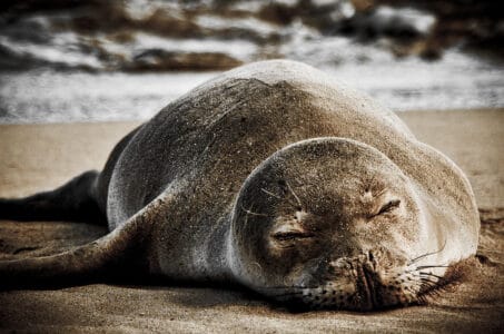 Saving the Hawaiian Monk Seal: One of the Rarest Seals on Earth