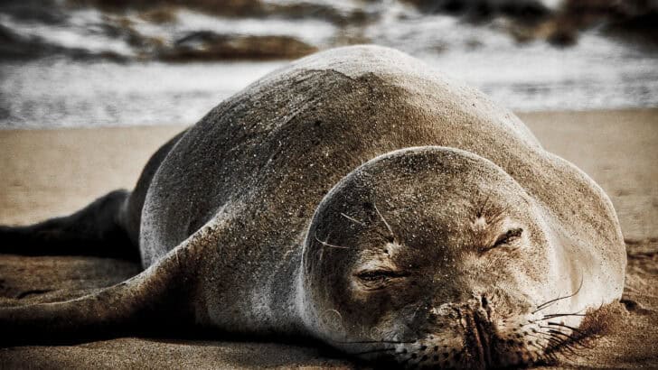 Saving the Hawaiian Monk Seal: One of the Rarest Seals on Earth