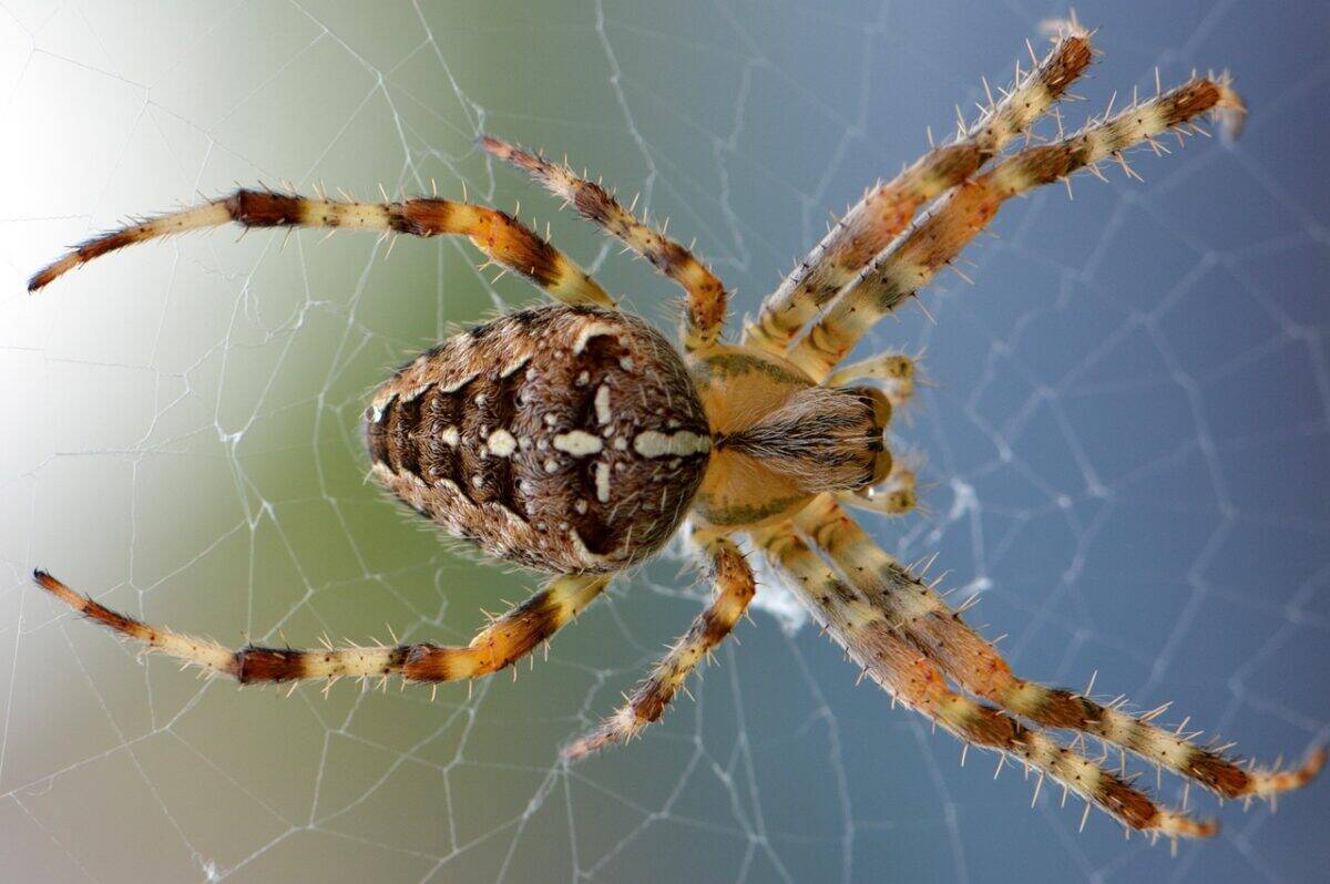 spider, animal, cobweb, arachnid, spider web, web, orb-weaver spider, arthropod, wildlife, nature, animal world, closeup, spider, spider, spider, spider, spider