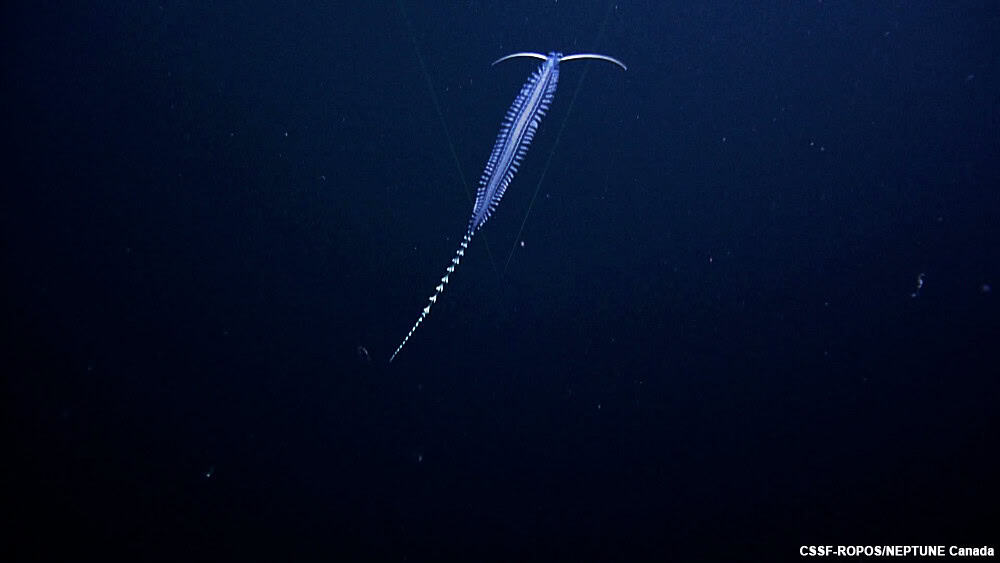 Tomopteris