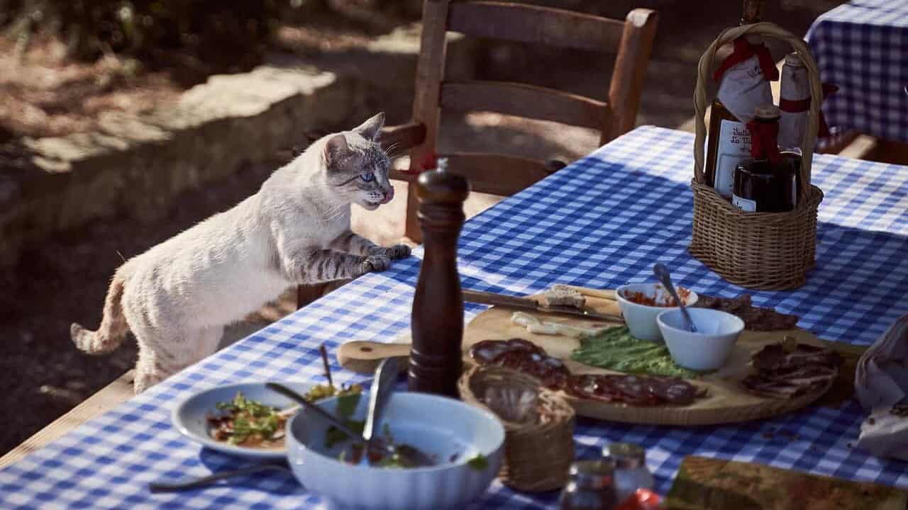 cat, table, dining table, feline, pet, nature, mammal, animal, domestic cat, hunger, food, kitten, cute, hungry, animal world, lick, tongue out