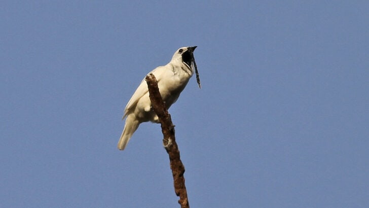 This Animal Produces the Loudest Mating Call on Earth