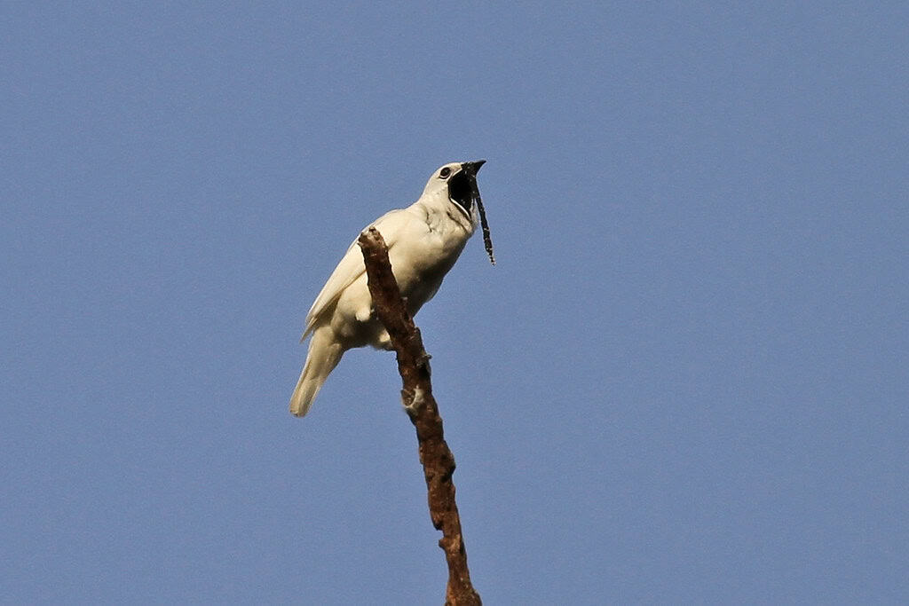 white bellbird