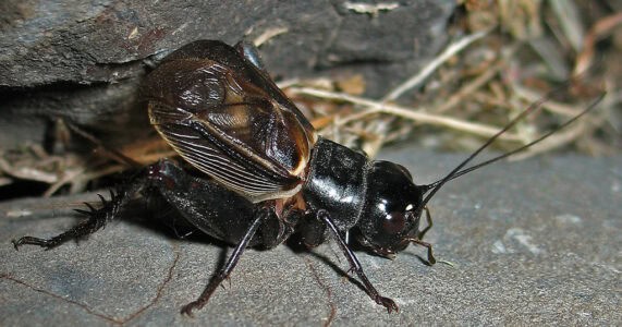 How Crickets Chirp Using Their Wings