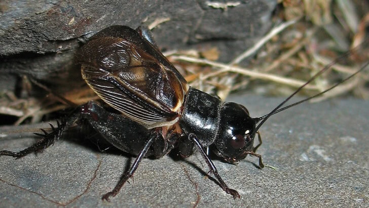 How Crickets Chirp Using Their Wings