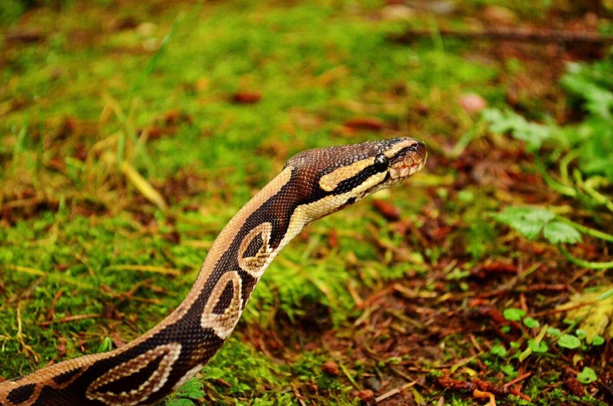 The Burmese Python Invasion