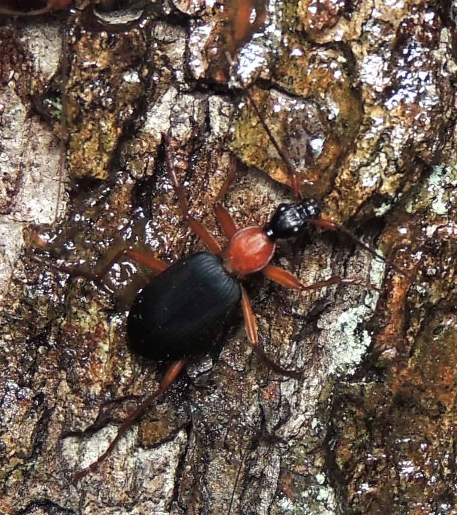 bombardier beetle
