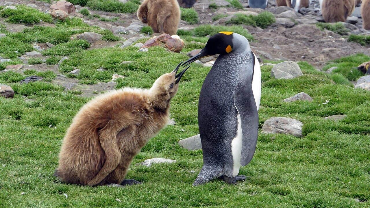 south georgia, penguin, king penguin, penguin colony, beak, feed, penguin, penguin, penguin, king penguin, king penguin, king penguin, king penguin, king penguin