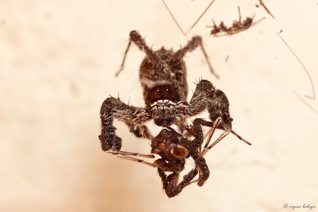 Portia spider