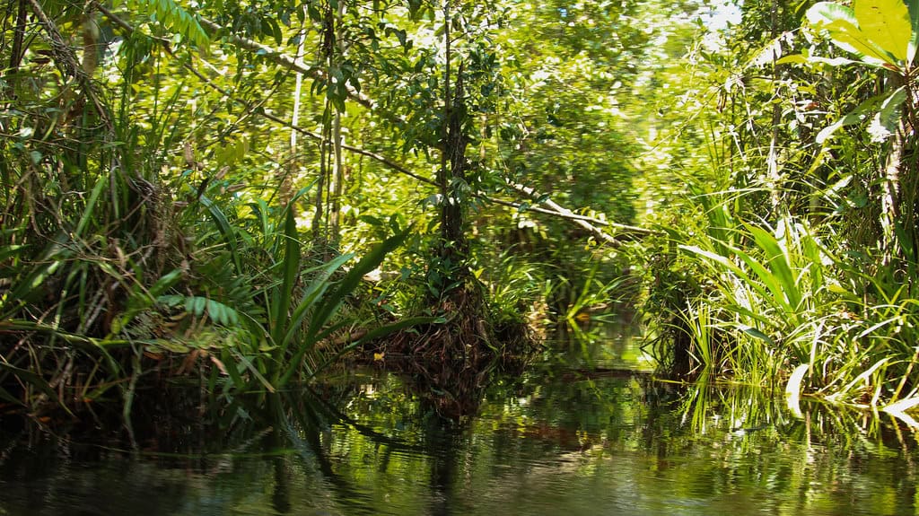 peat swamp forest