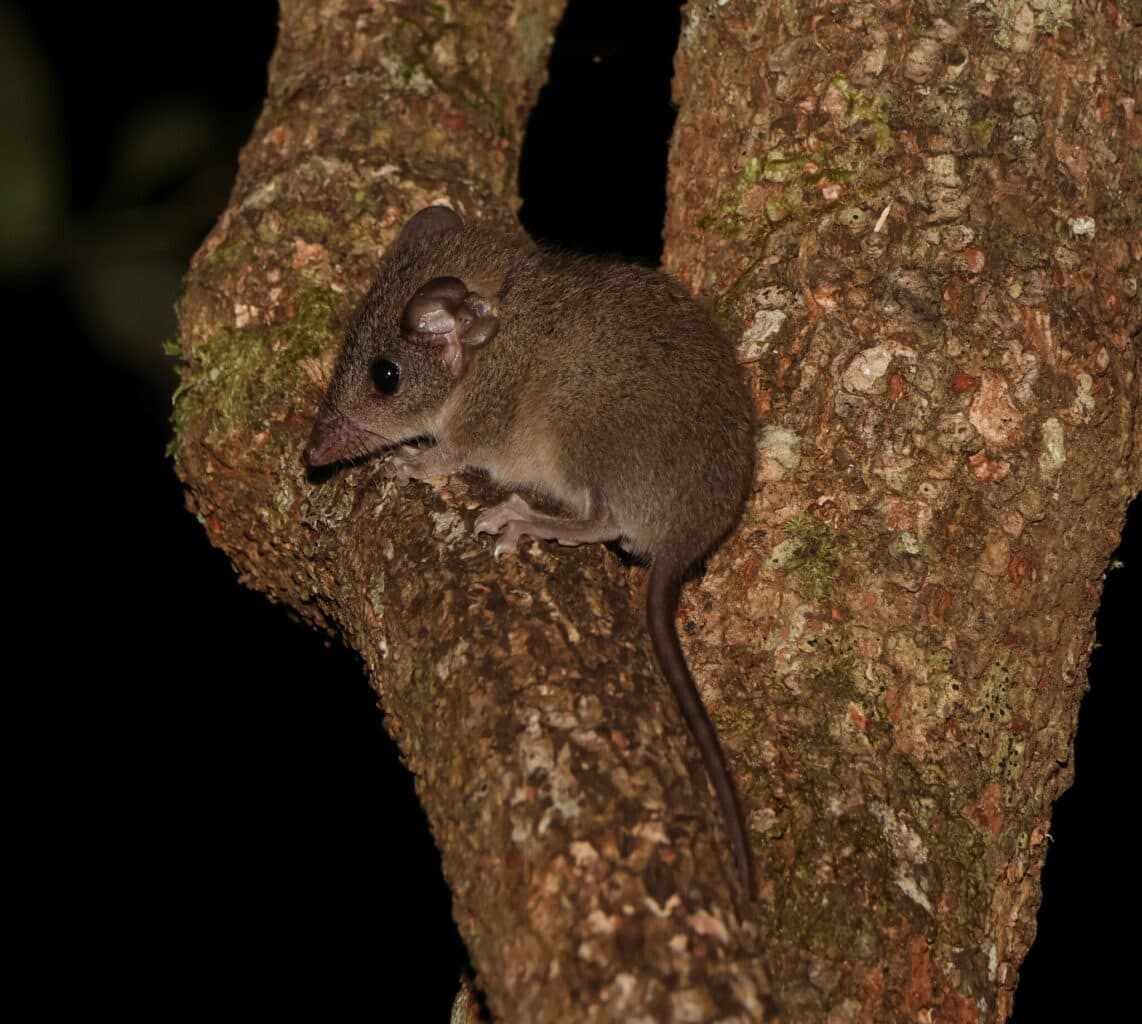 Antechinus