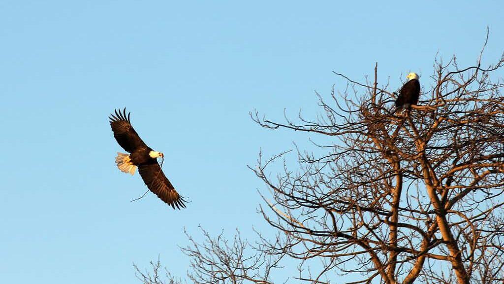Bald Eagle