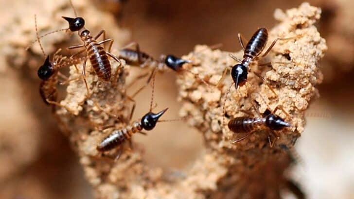 How Termites Build Ventilated Mounds Without Technology