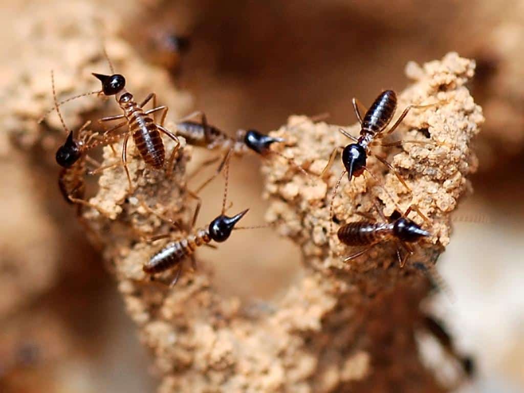 Termite