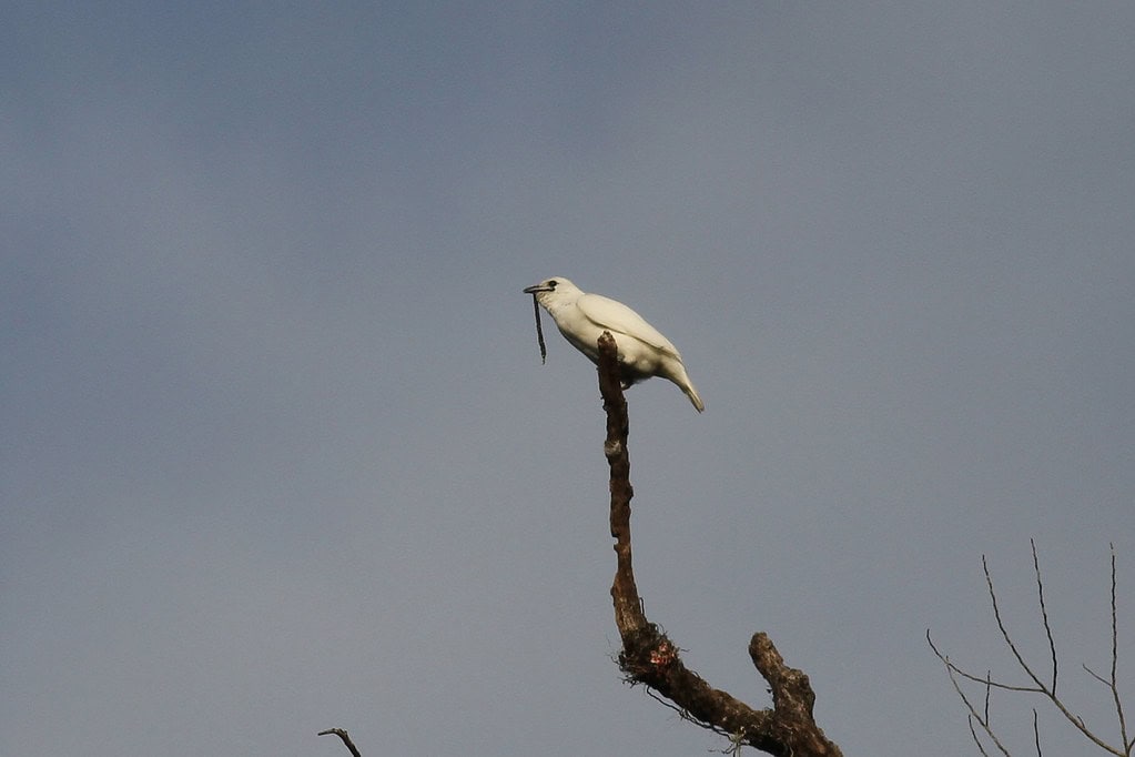 white bellbird