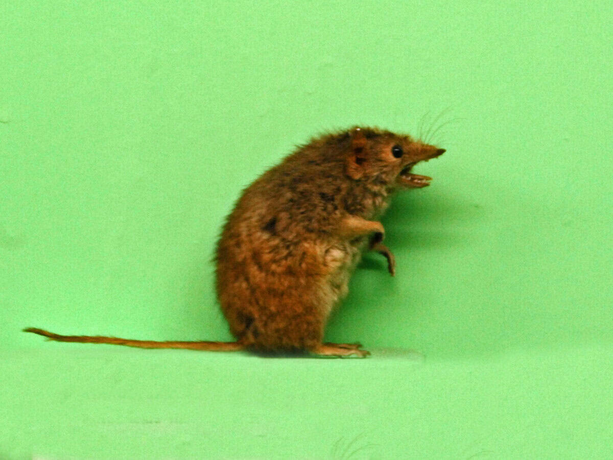 antechinus