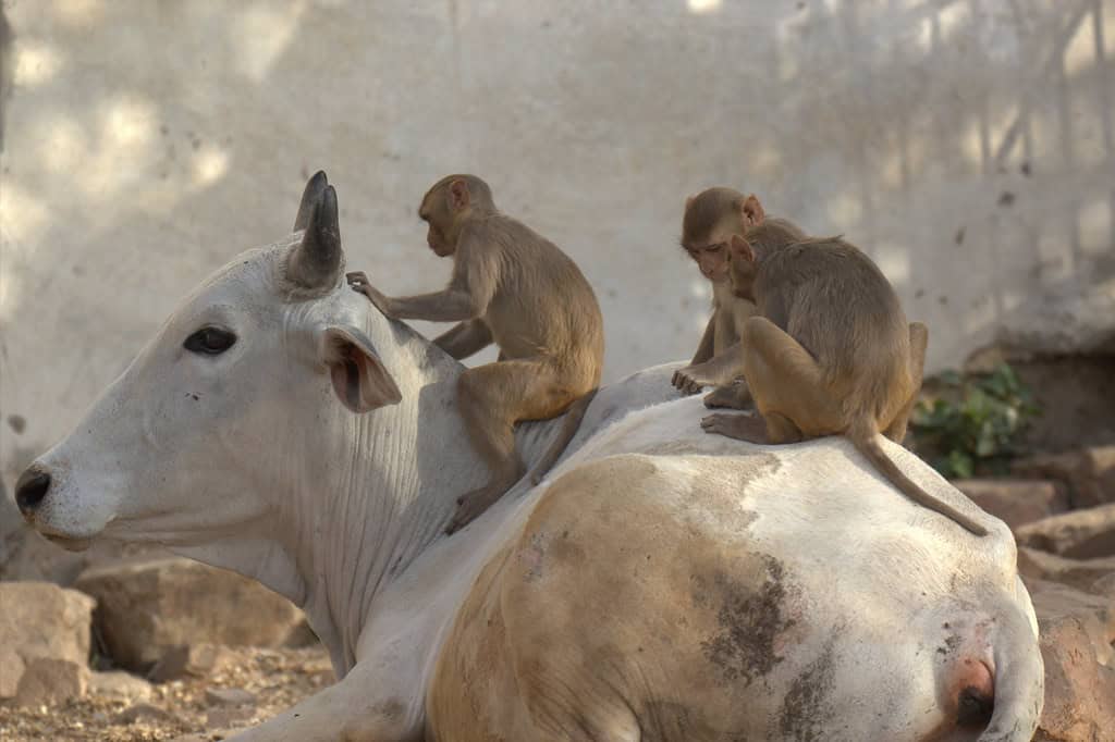 Monkeys playing