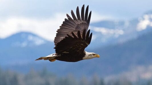 10 Mating Rituals Eagles Perform And 3 That End in Rejection