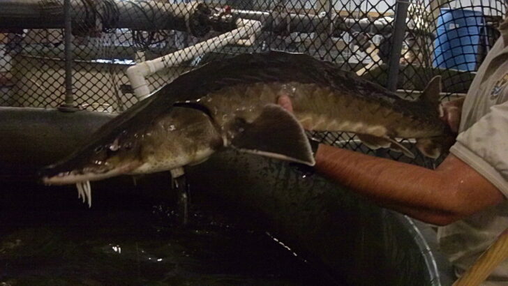 Saving the Atlantic Sturgeon—The Dinosaur Fish of the East Coast