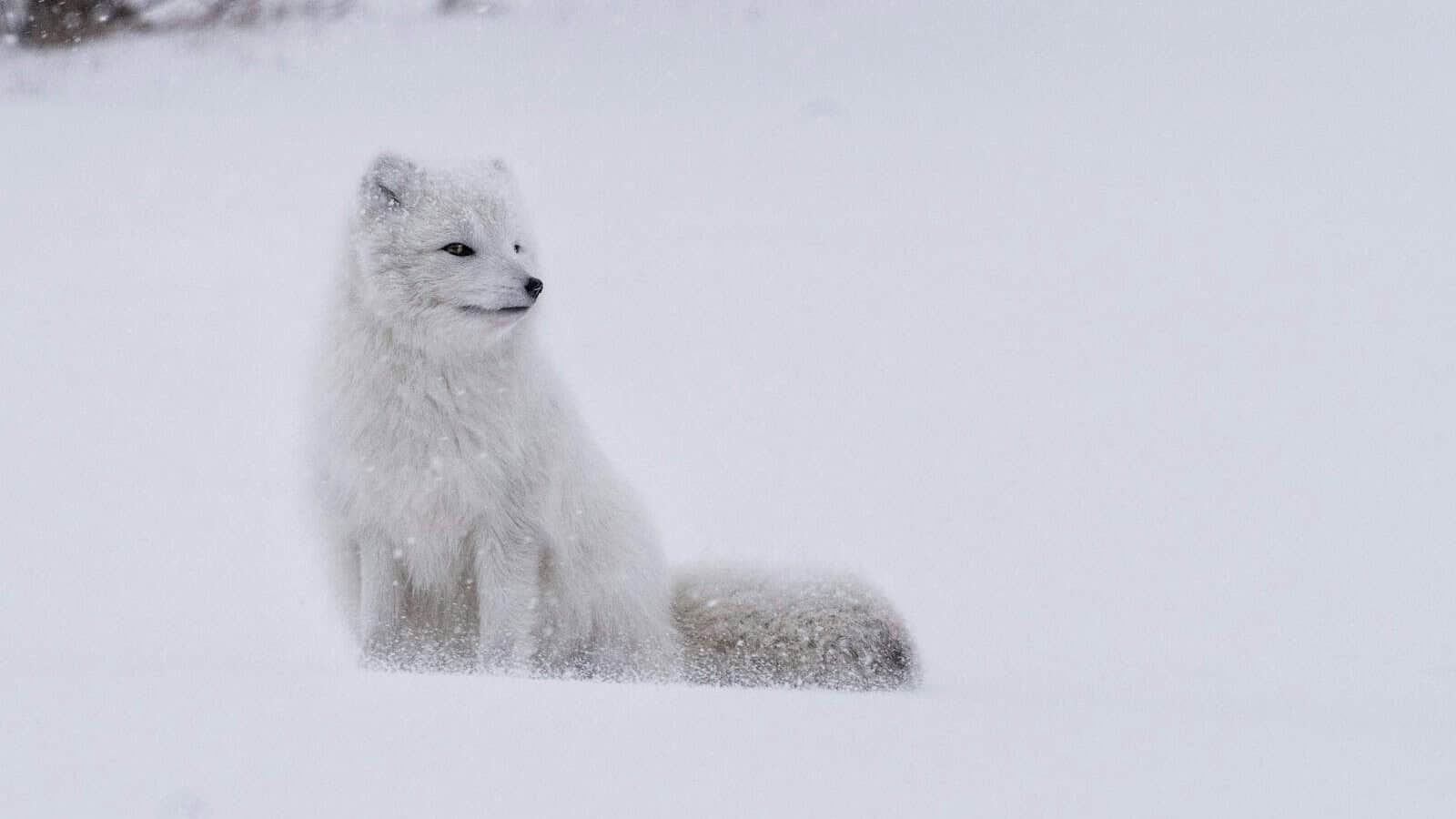 white fox standing on snow during daytime