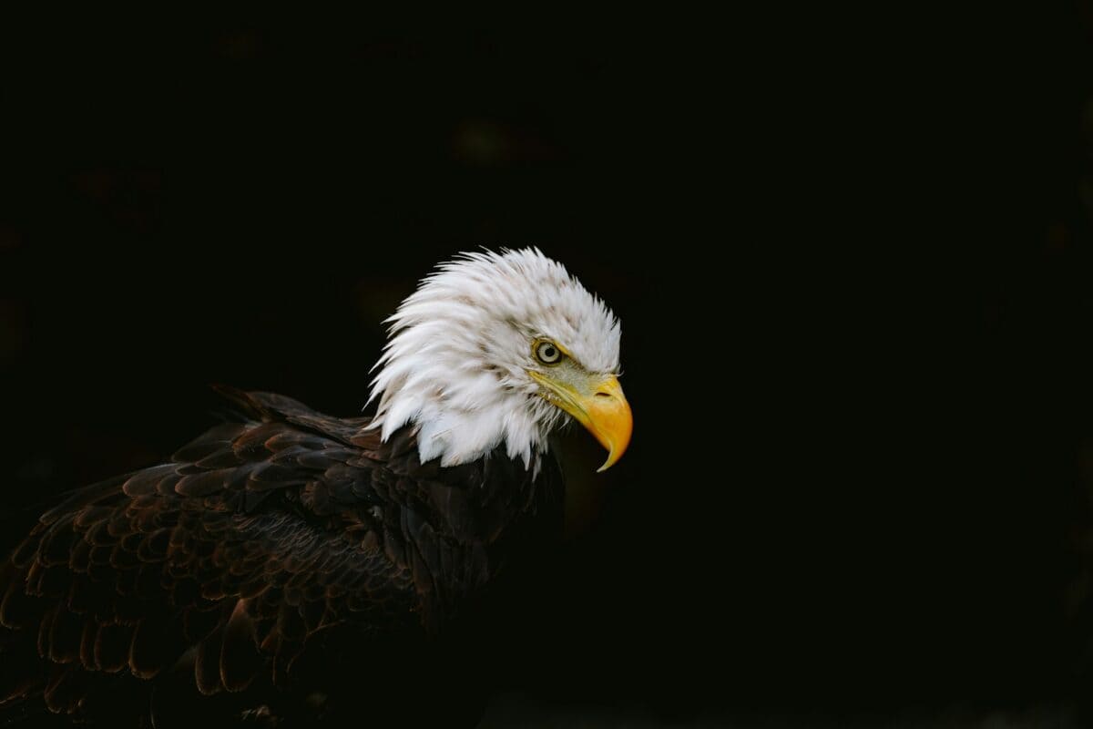 A bald eagle with a white head and yellow beak