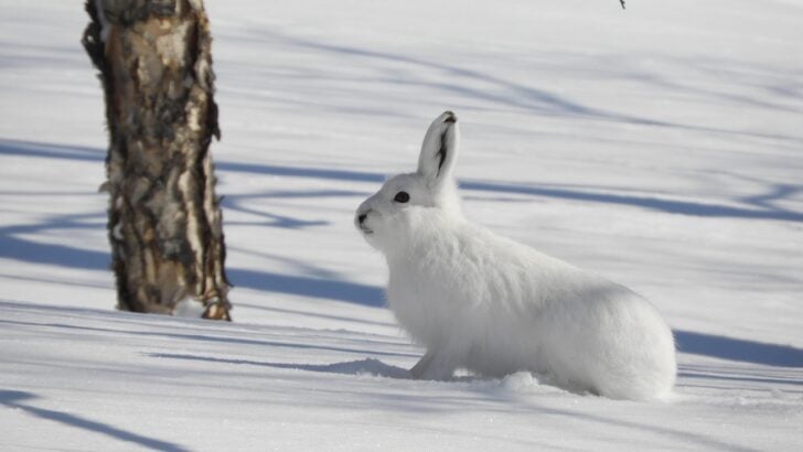Why Arctic Hares Change Color With the Seasons