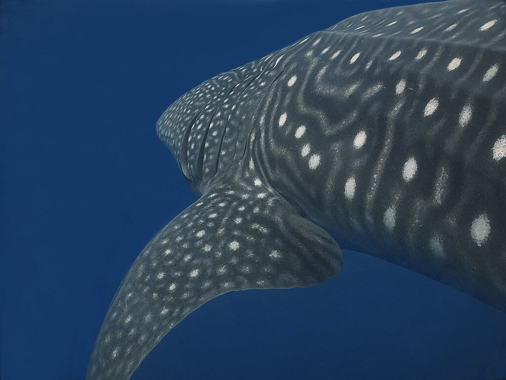 Whale Shark