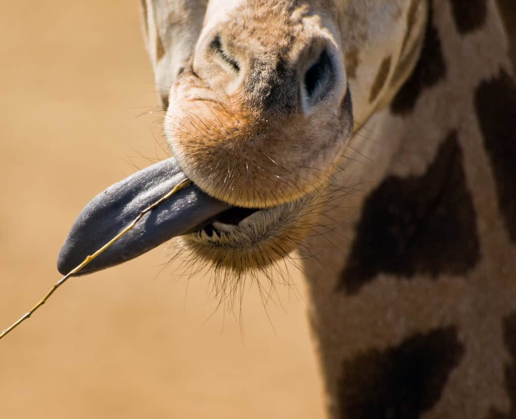 Giraffe tongue 