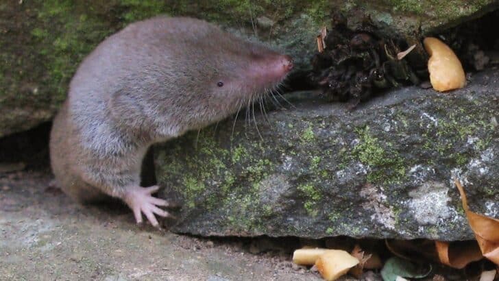 The Most Vicious Bite Per Size Ratio Belongs to This Tiny Mammal