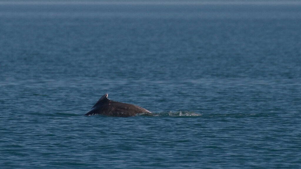 Indo-Pacific humpback dolphin
