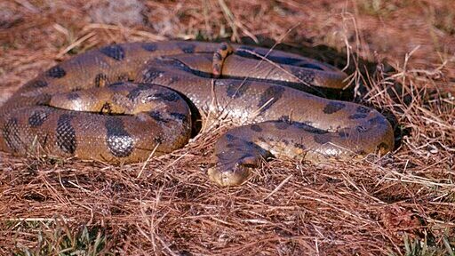 Anaconda coiled in grass