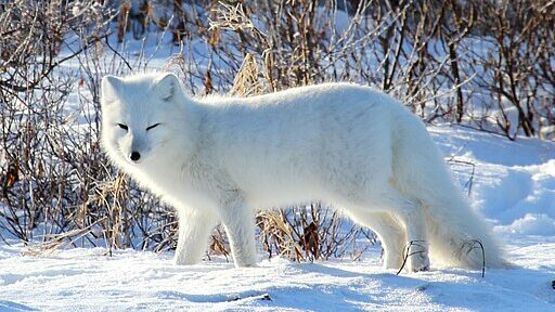 Arctic Fox