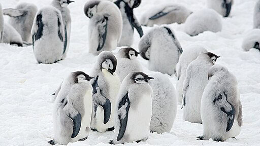 Emperor Penguin chicks molting