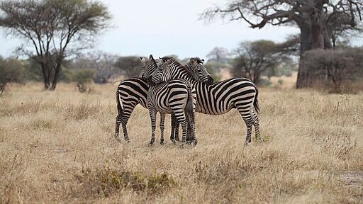 Zebras