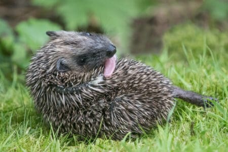 Why Hedgehogs Self-Anoint With Foam