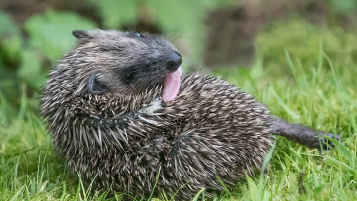 Why Hedgehogs Self-Anoint With Foam