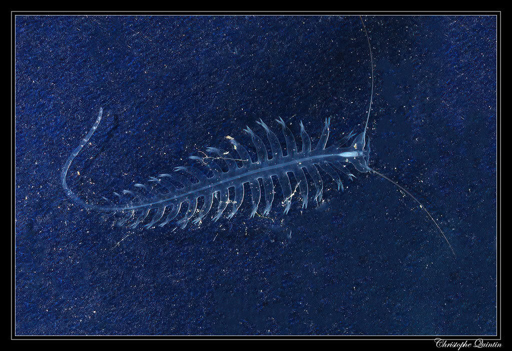 Tomopteris helgolandica