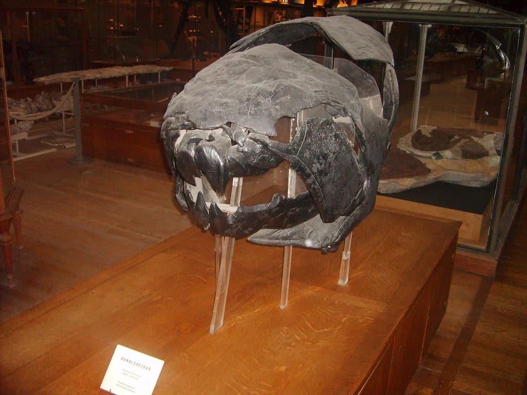 Dunkleosteus