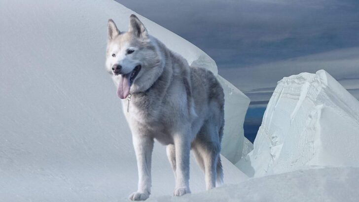 Togo vs. Balto: Who Was the Real Hero of the 1925 Serum Run?