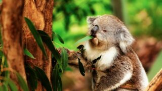 Close-up of a koala eating eucalyptus leaves in its natural habitat, showcasing wildlife behavior.