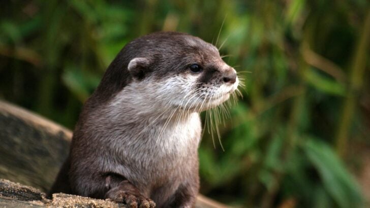Where to Catch a Glimpse of River Otters in the Wild