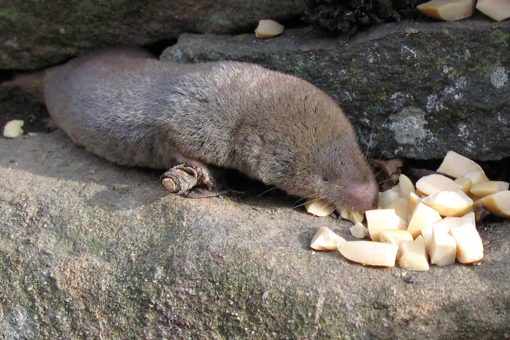 Short-tailed Shrew