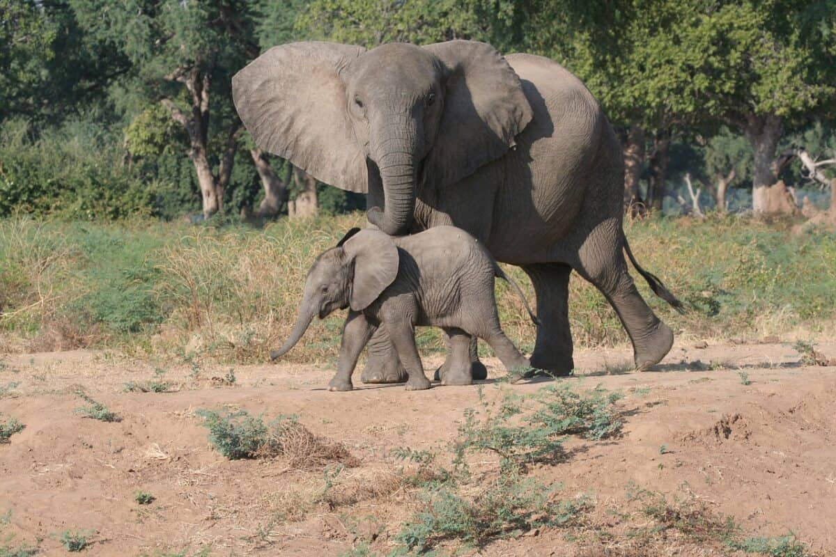 What Happens When a Young Elephant Is Orphaned