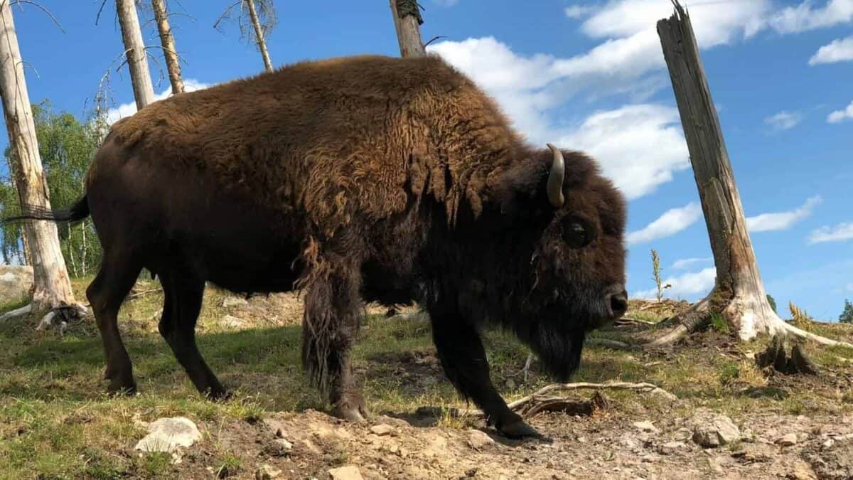 American bison grazing in serene countryside setting with blue sky and trees.