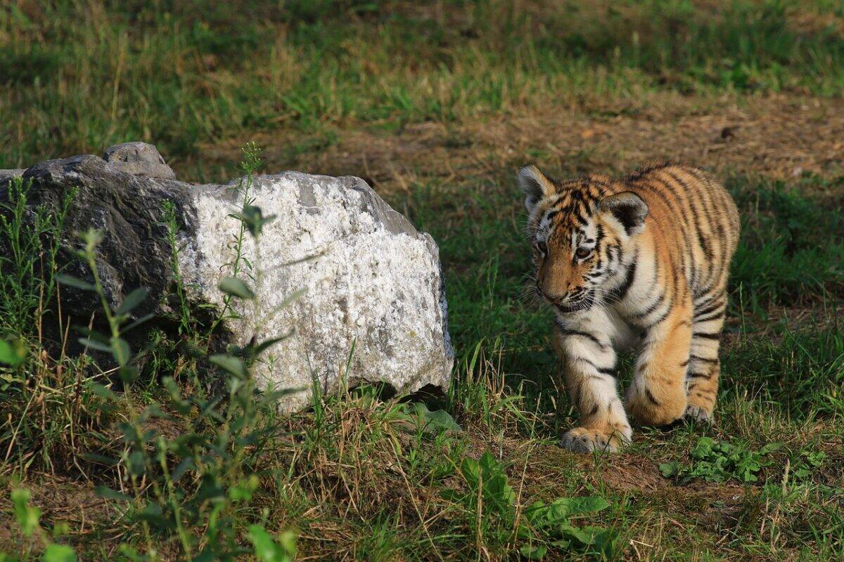 tiger, young tiger, cub, wildlife, nature, animal, predator, animal photography, tiger, tiger, tiger, tiger, tiger, cub