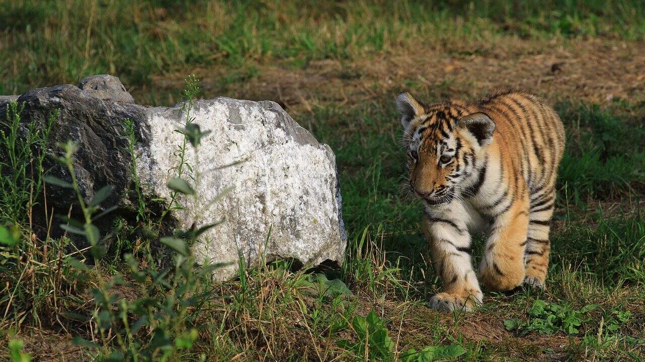 tiger, young tiger, cub, wildlife, nature, animal, predator, animal photography, tiger, tiger, tiger, tiger, tiger, cub