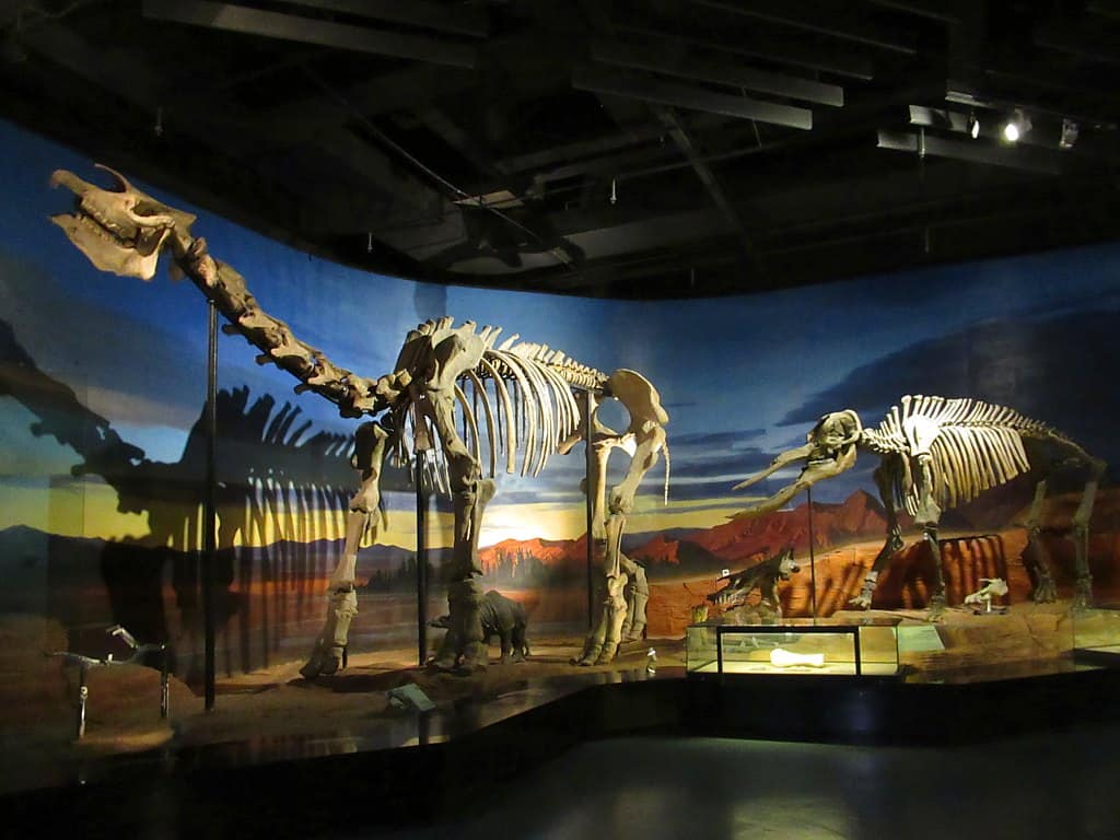 Paraceratherium
